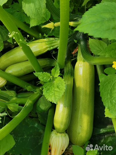 Помидоры, томаты, картошка, цукини, зелень