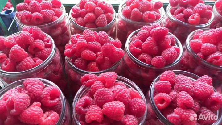 Саженцы малины полька