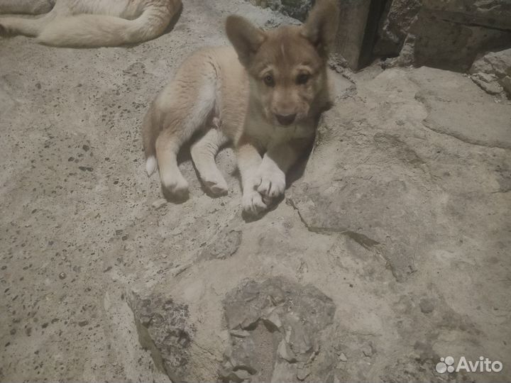 Щенки хаски бесплатно