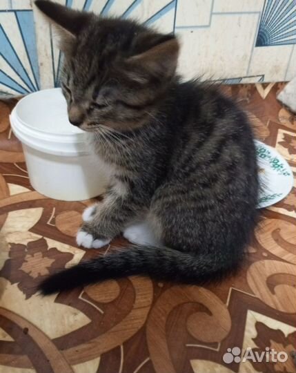 Мальчик в добрые руки