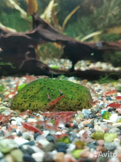 Креветки вишня