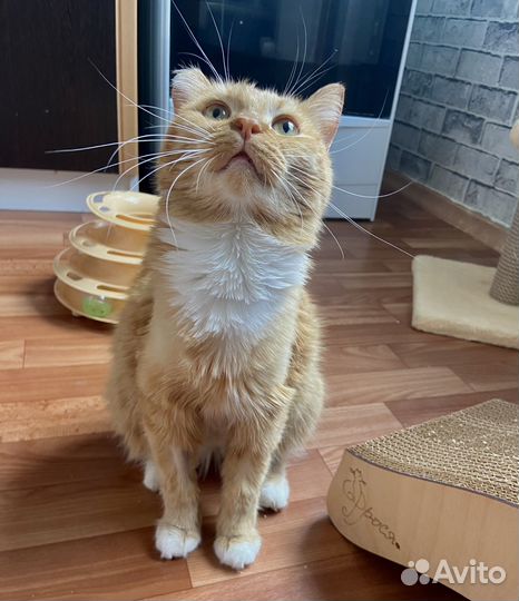 Ищем временный дом за оплату Вам