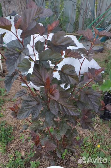 Дерен элегантиссима и пузыреплодники