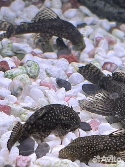 Сомики анциструсы