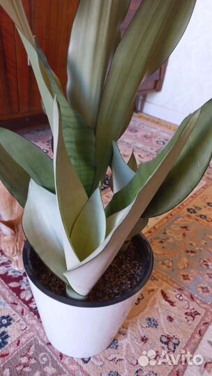 Сансевиерия муншайн