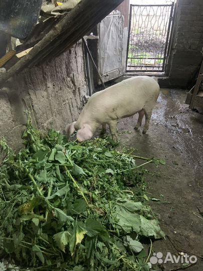 Хряк на племя