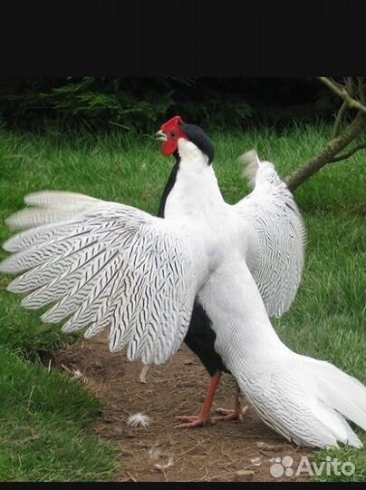 Серебряные фазаны