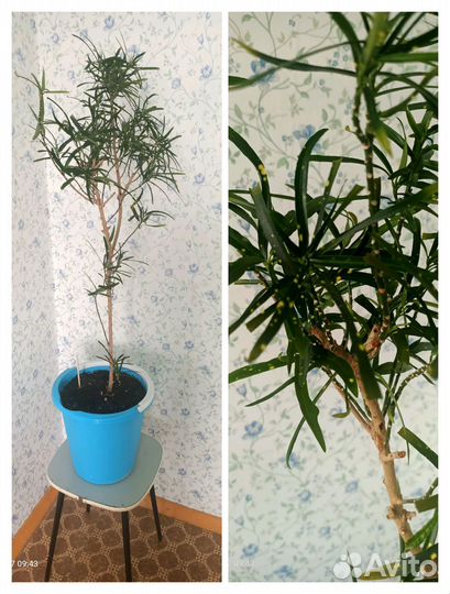 Цветы домашние в горшках