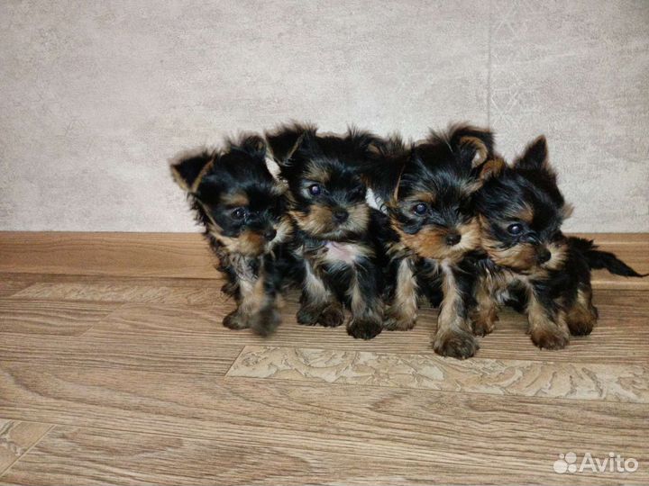 Йоркширский терьер щенки
