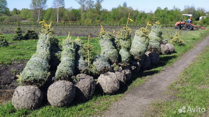Садовый центр Елены Мухиной. Саженцы Нижневартовск