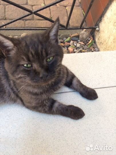 Ищет дом уличный котик с характером