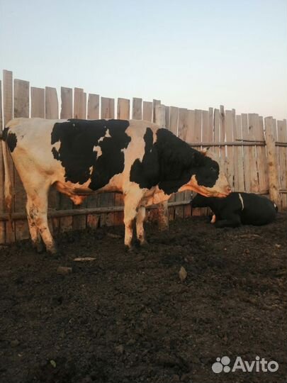 Быки, тёлки, коровы