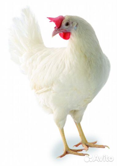 Куры несушки продам