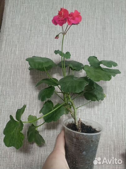 Герань пеларгония