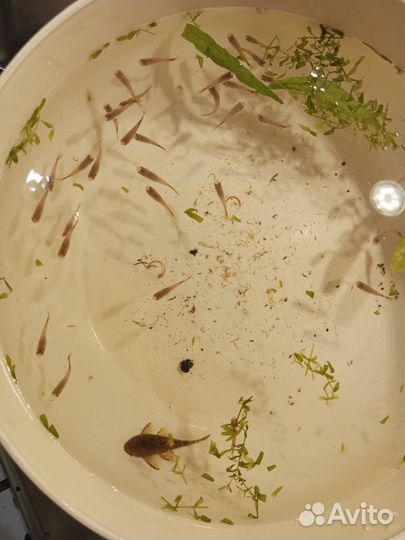 Аквариумные рыбки гуппи