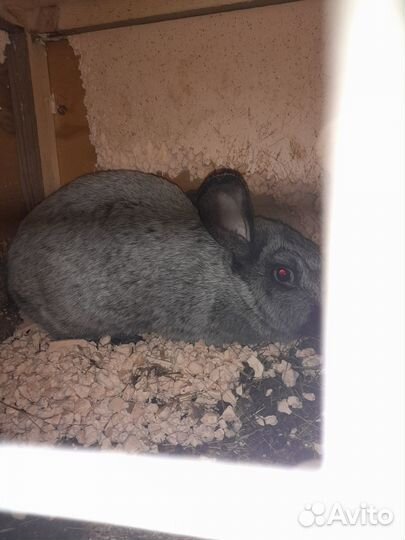 Распродается кроличья ферма