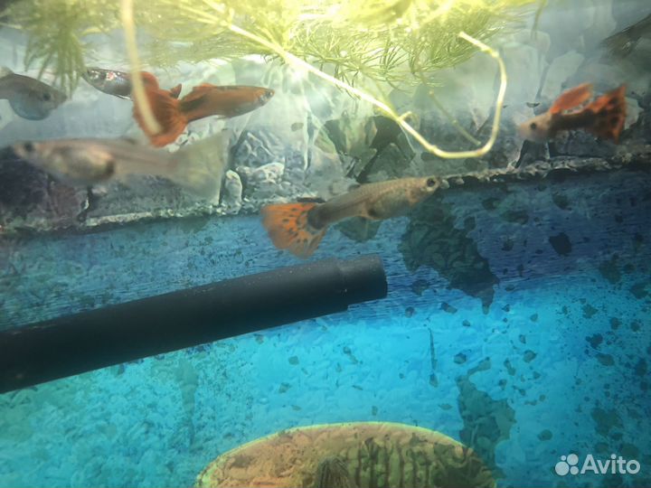 Продаются аквариумные рыбки 