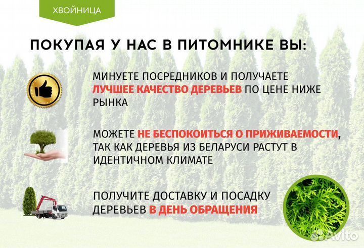 Туи в ассортименте: Колумна, Брабант, Смарагд