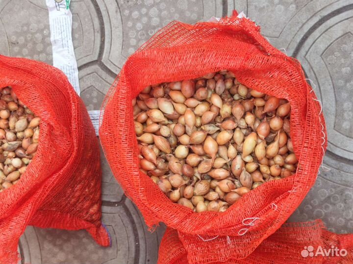 Лук Севок Голландский