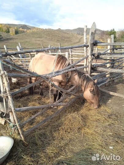 Башкирская лошадь