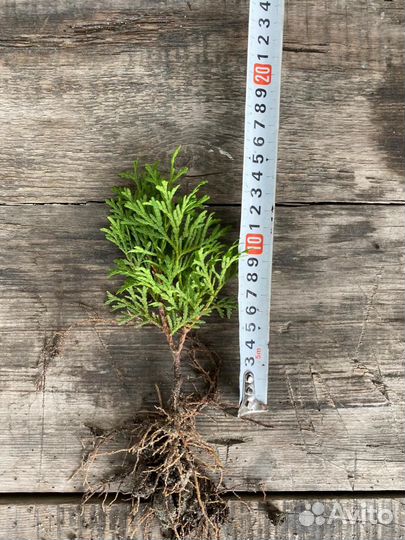 Черенки туи