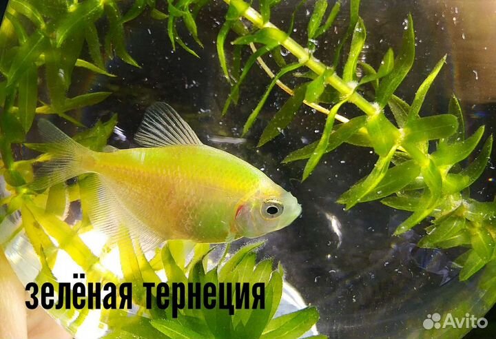 Аквариумные рыбки