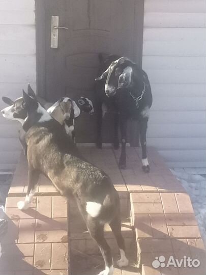 Помесь бордер-колли