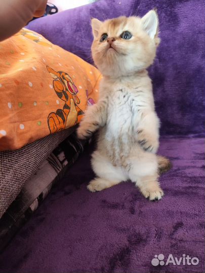 Золотые котята