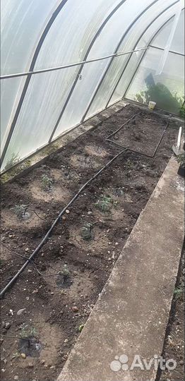 Капельный полив для теплиц