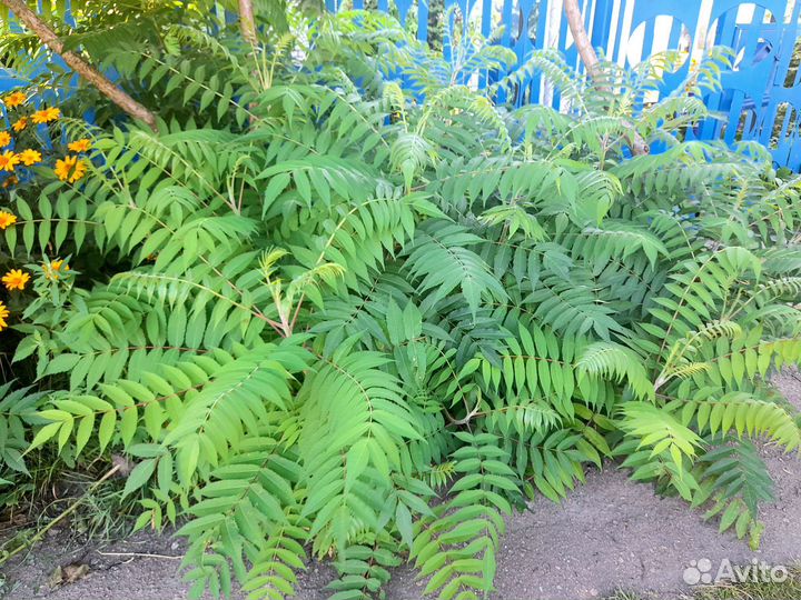 Росток уксусного дерева (сумах)