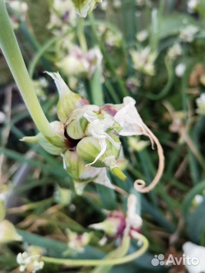 Лук многолетний