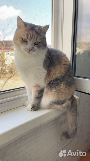 Кошечка в добрые руки