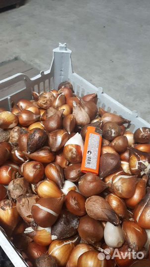 Луквицы тюльпана