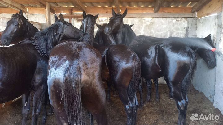 Кобылки,Элита''