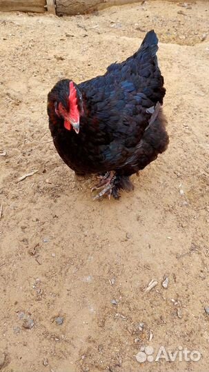 Куры Маран, Петухи