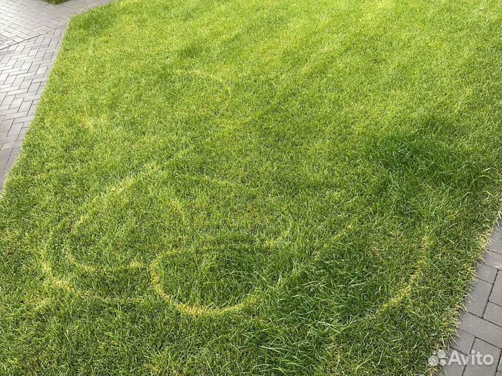 Рулонный газон для малой преддомовой территории