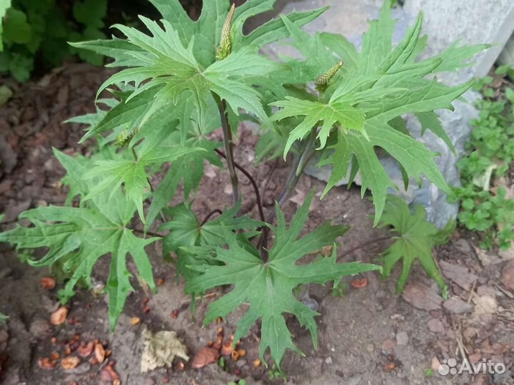 Бузульник Пржевальского