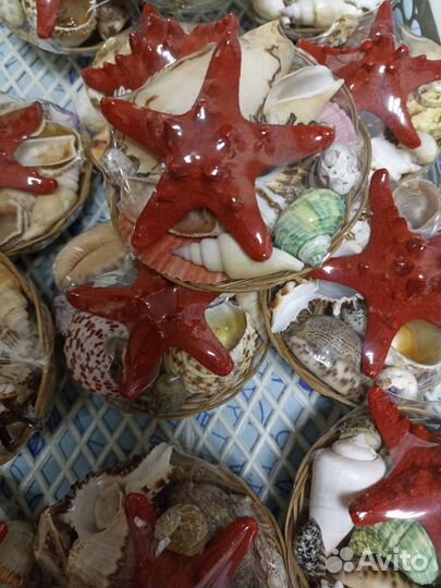 Набор морских раковин