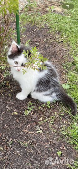 Котенок в добрые руки