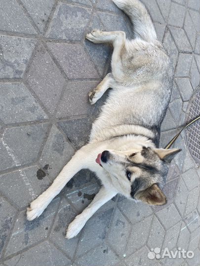 Хаски в добрые руки