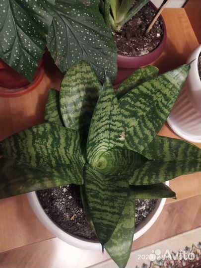 Продам цветы комнатные