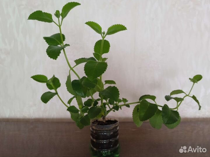 Плектрантус ароматный