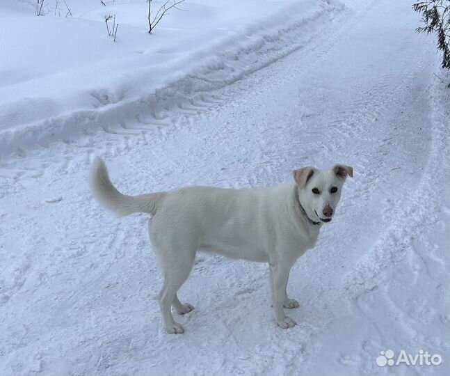 3-х летняя Умка