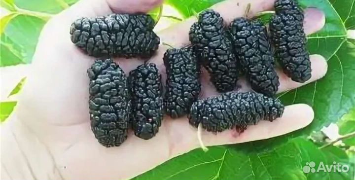 Шелковица плакучая