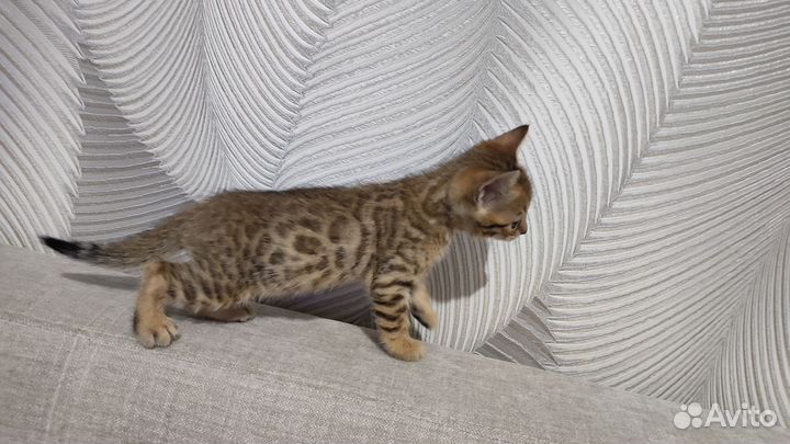 Бенгальская кошка