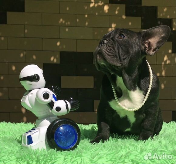 Шикарные щенки французики с документами