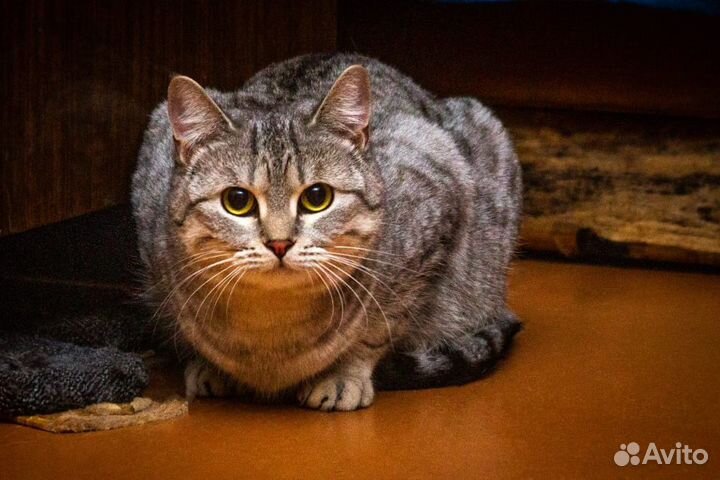 Котик и кошечки ищут дом