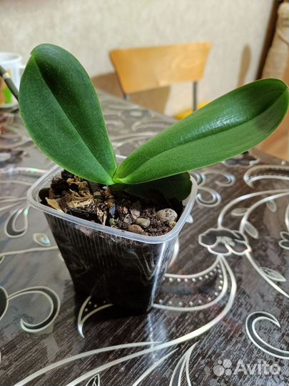 Орхидея фаленопсис желтая