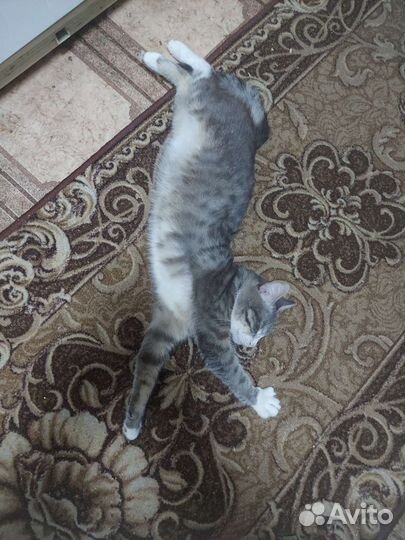 Котик