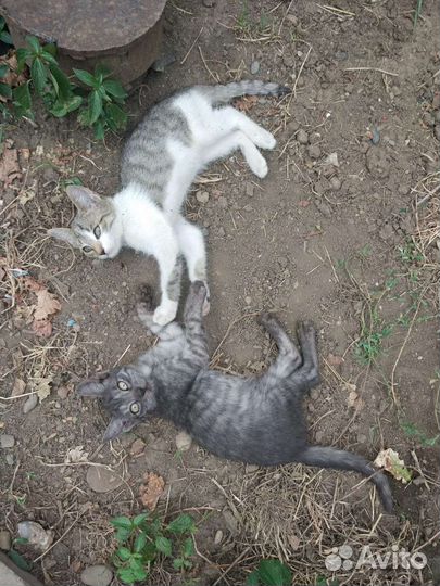 Котики бесплатно в добрые руки